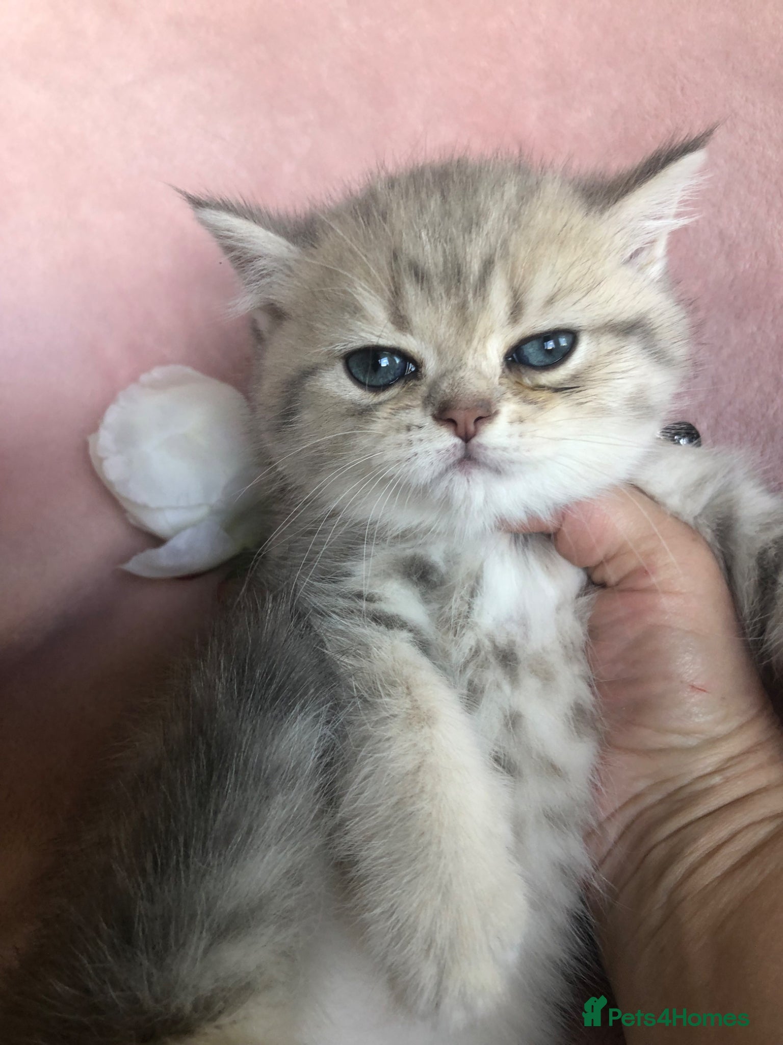 British Shorthair cats British shorthair kittens  - Advert 16