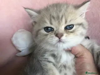 British Shorthair cats British shorthair kittens - Advert 16