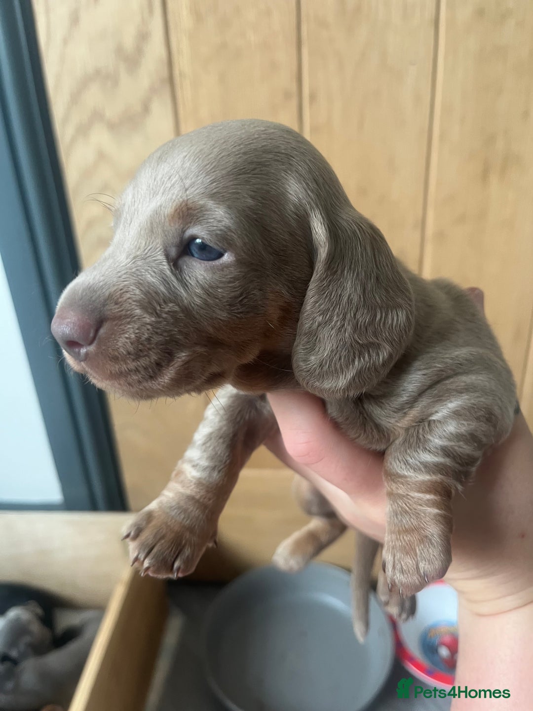 Miniature Dachshund dogs for sale: Miniature Dachshunds  - Image 6