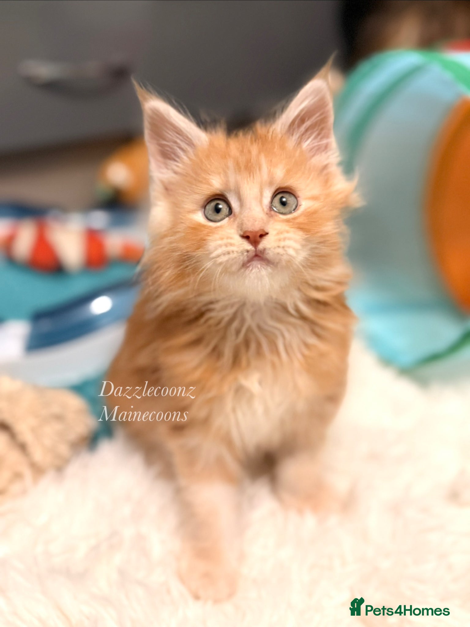 Maine Coon cats Pure Russian bloodline breeding male 🧡  - Advert 3