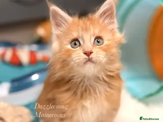 Maine Coon cats Pure Russian bloodline breeding male 🧡 - Advert 3