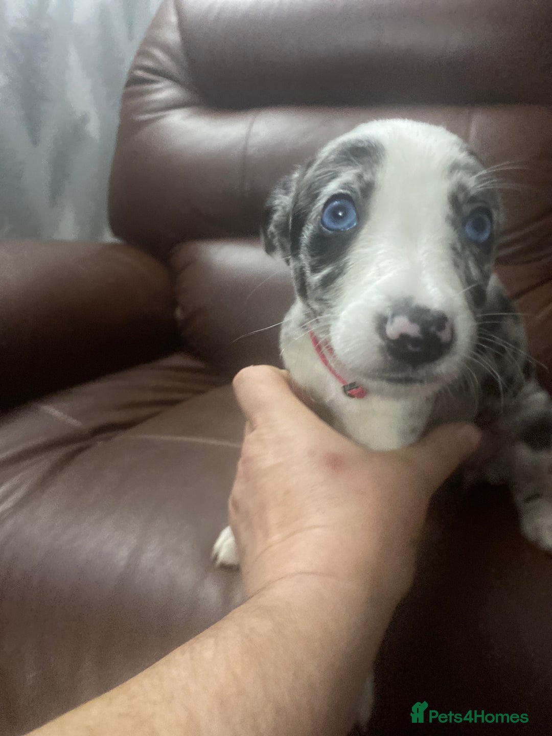 Mixed Breed dogs for sale: Collie lurcher greyhound mix - Advert 33