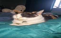 Mixed Breed cats for sale: Arya and kitten  - Advert 2