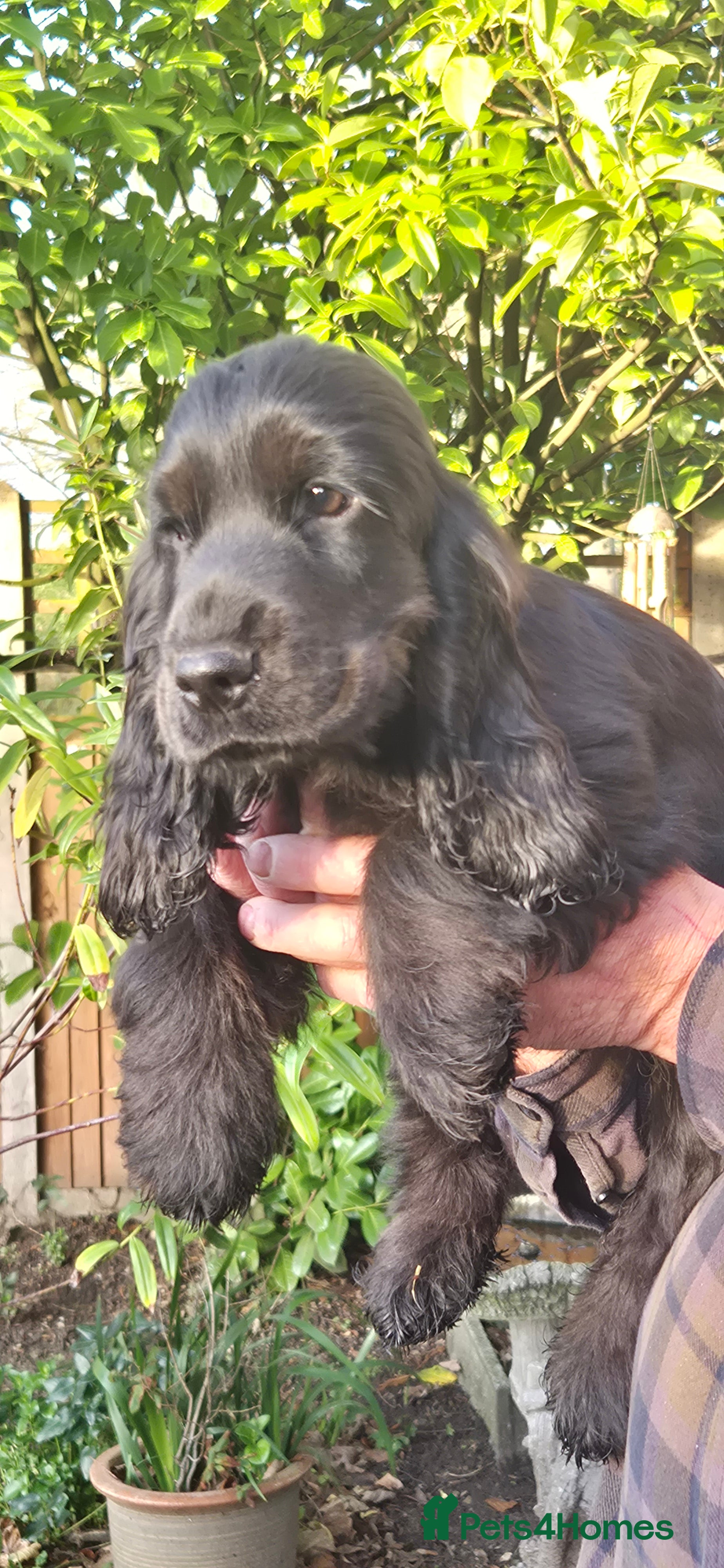 Cocker Spaniel dogs 2 stunning Cocker Spaniel bitch puppies available - Advert 9
