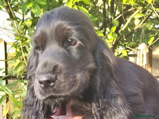 Cocker Spaniel dogs 2 stunning Cocker Spaniel bitch puppies available - Advert 9