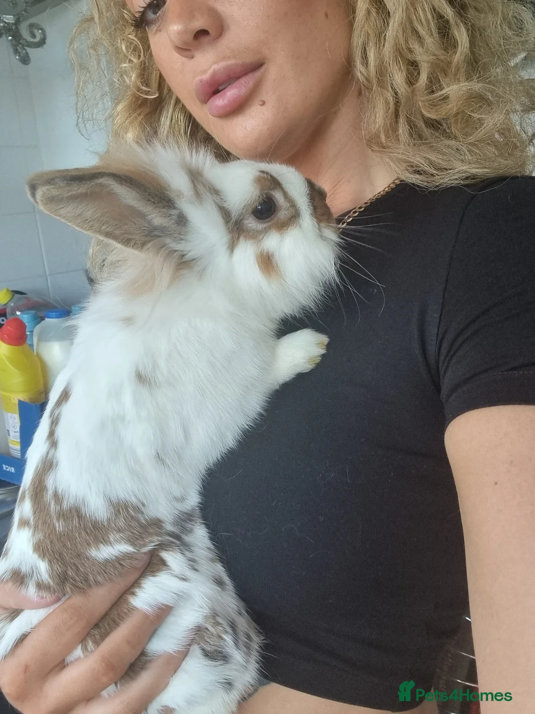 Lionhead rabbits for sale: Lionhead male in Ebbw Vale - Advert 1
