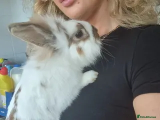 Lionhead rabbits Lionhead male - Advert 1