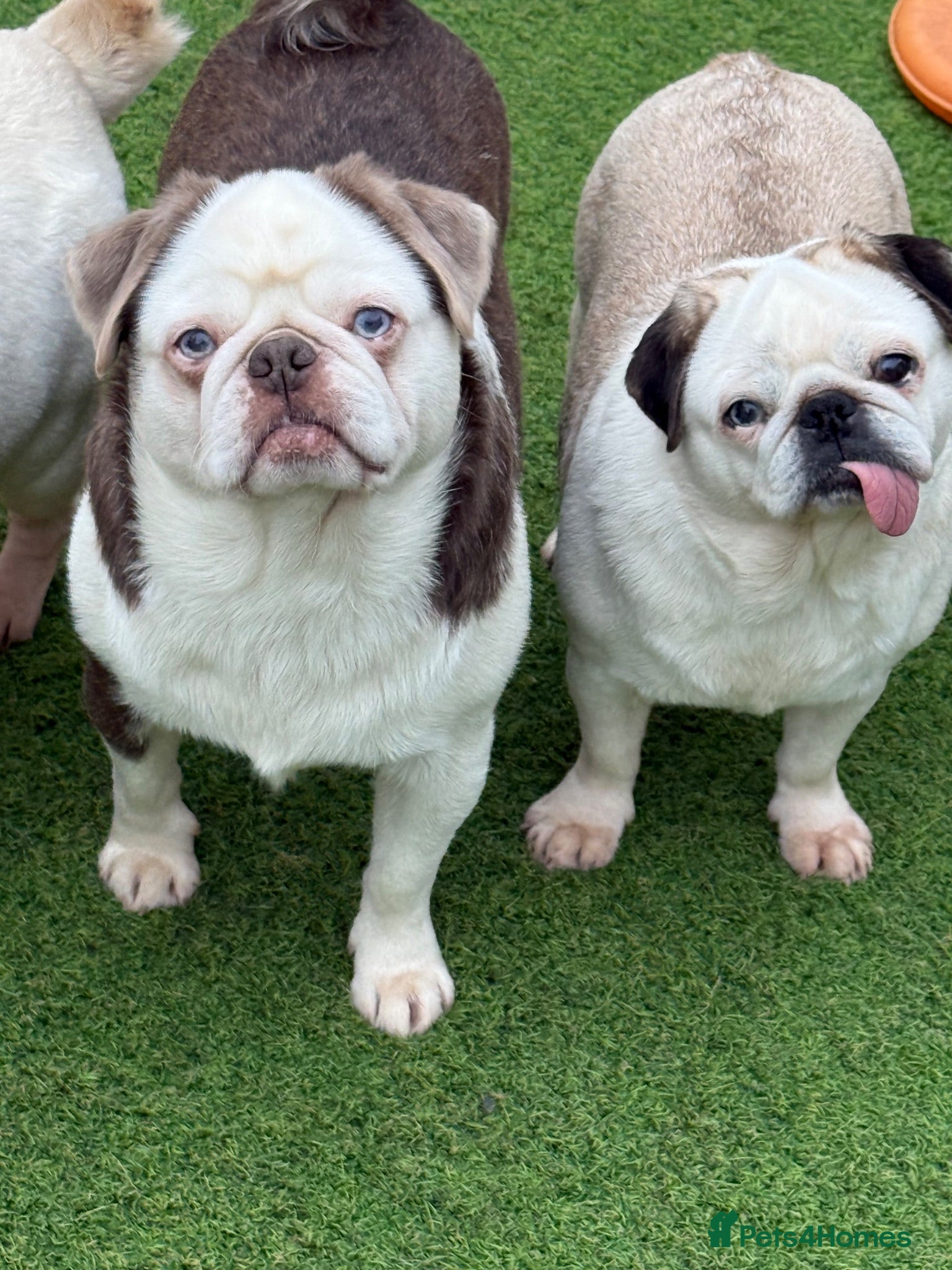 Pug dogs Kc Lilac tan panda male  - Advert 10