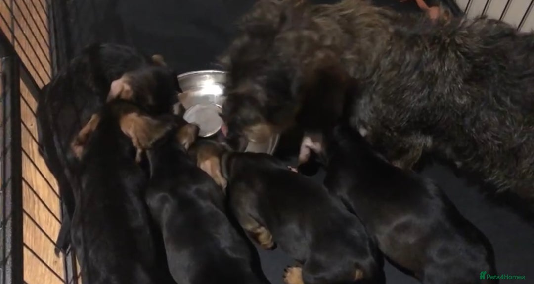 Dachshund dogs for sale: Miniature soft haired dachshunds - Advert 5