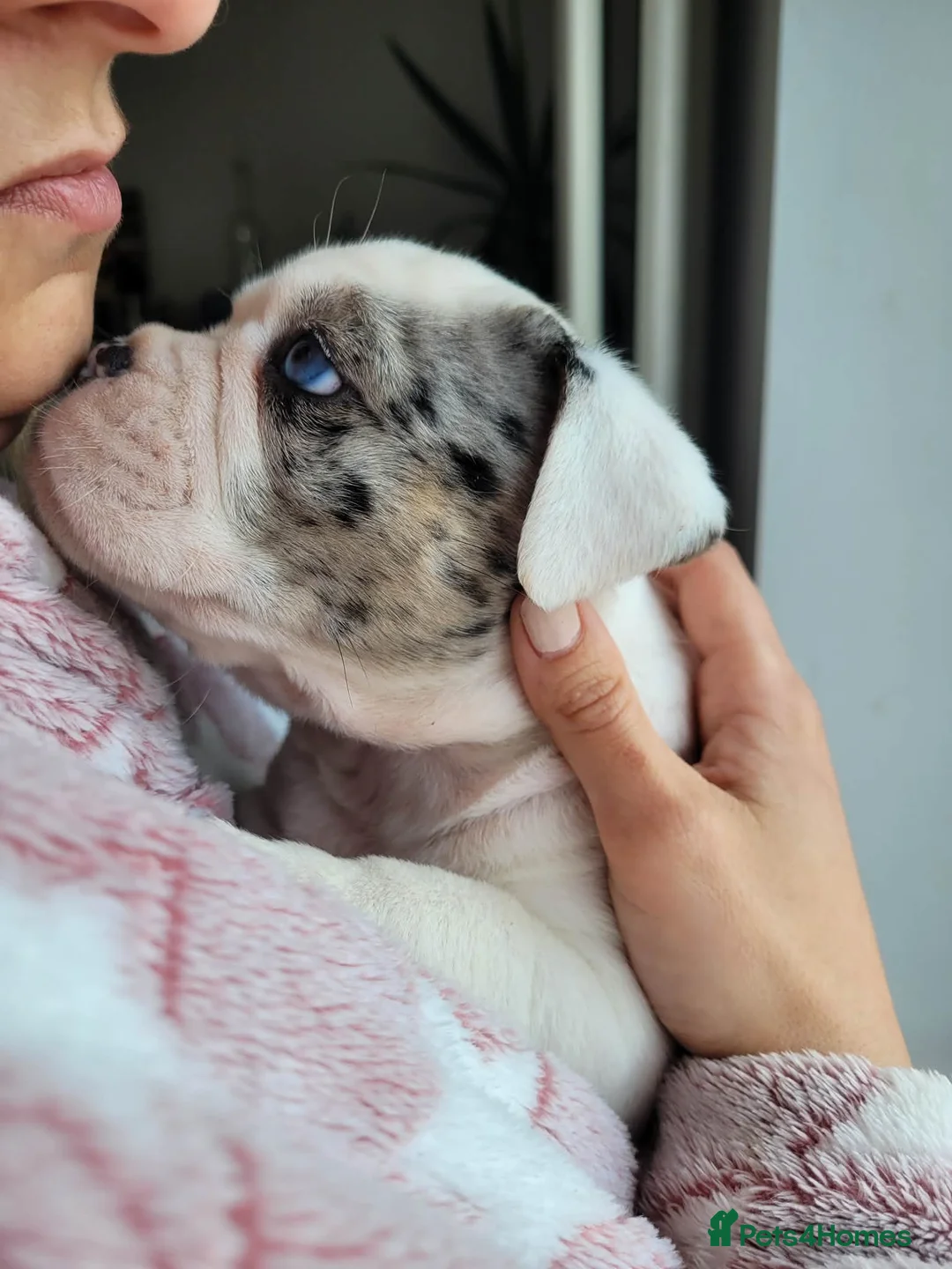 Olde English Bulldogge dogs for sale: Stunning litter of Olde English Bulldogge puppies  - Advert 2
