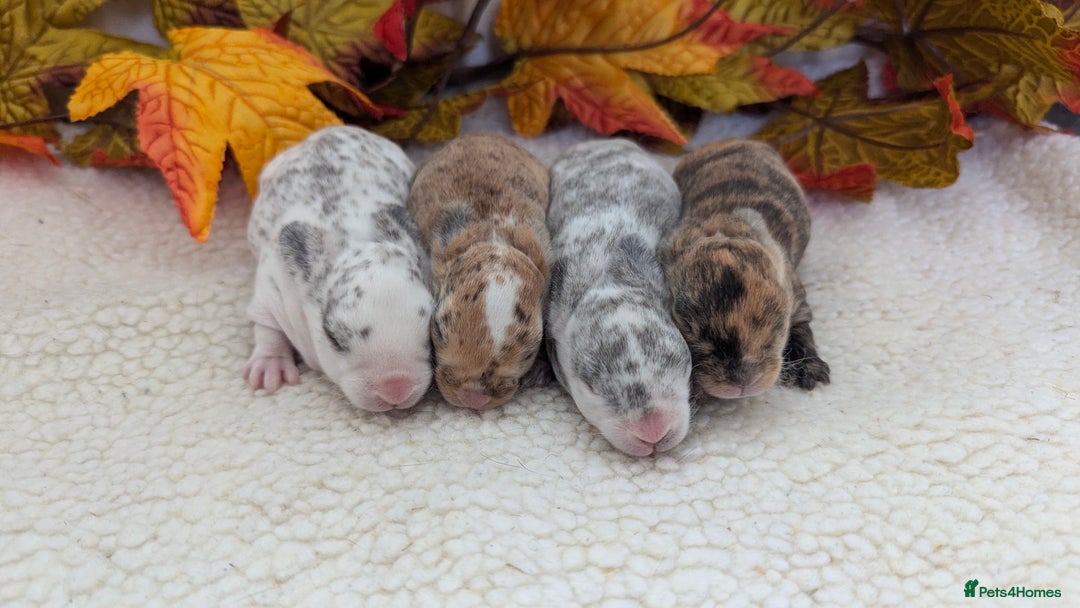 Rex rabbits for sale: Mini rex waiting list open  - Image 1