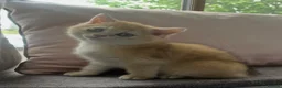 British Shorthair cats for sale: GOLDEN NY12 GRAND CHAMPION BLOODLINE  - Advert 6