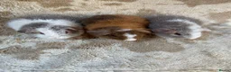 Guinea Pig rodents for sale: Baby male Teddy Guinea Pigs  - Advert 4
