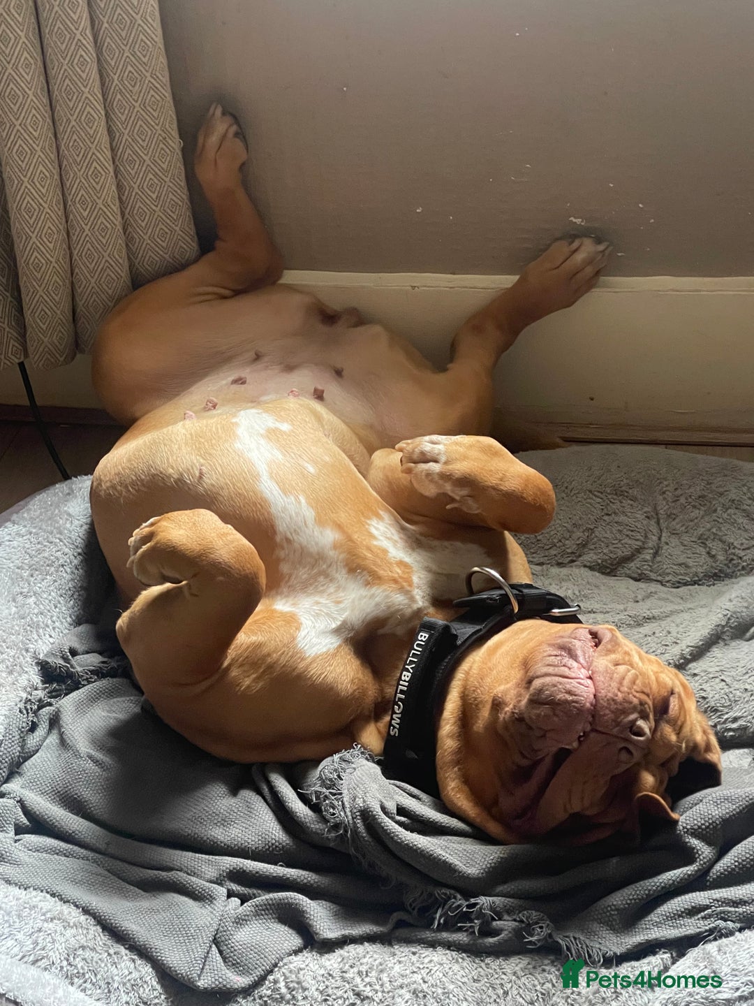 Dogue De Bordeaux dogs for sale: 4 year old Dogue du Bordeaux (French Mastiff)  - Advert 2
