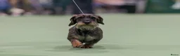 Dachshund dogs for sale: Kc registered wire haired dachshund's - Advert 2