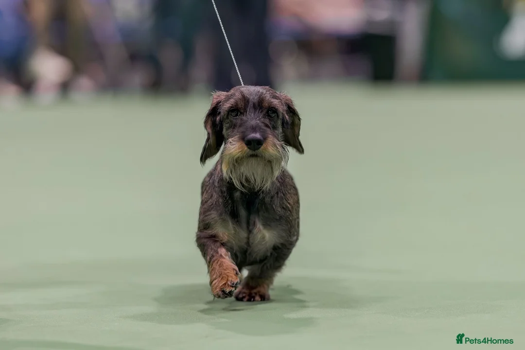Dachshund dogs for sale: Kc registered wire haired dachshund's - Advert 2