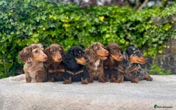 Miniature Dachshund dogs for sale: Long Haired Miniature Dachshunds - READY NOW!! - Image 2