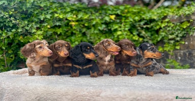 Miniature Dachshund dogs - Advert 3