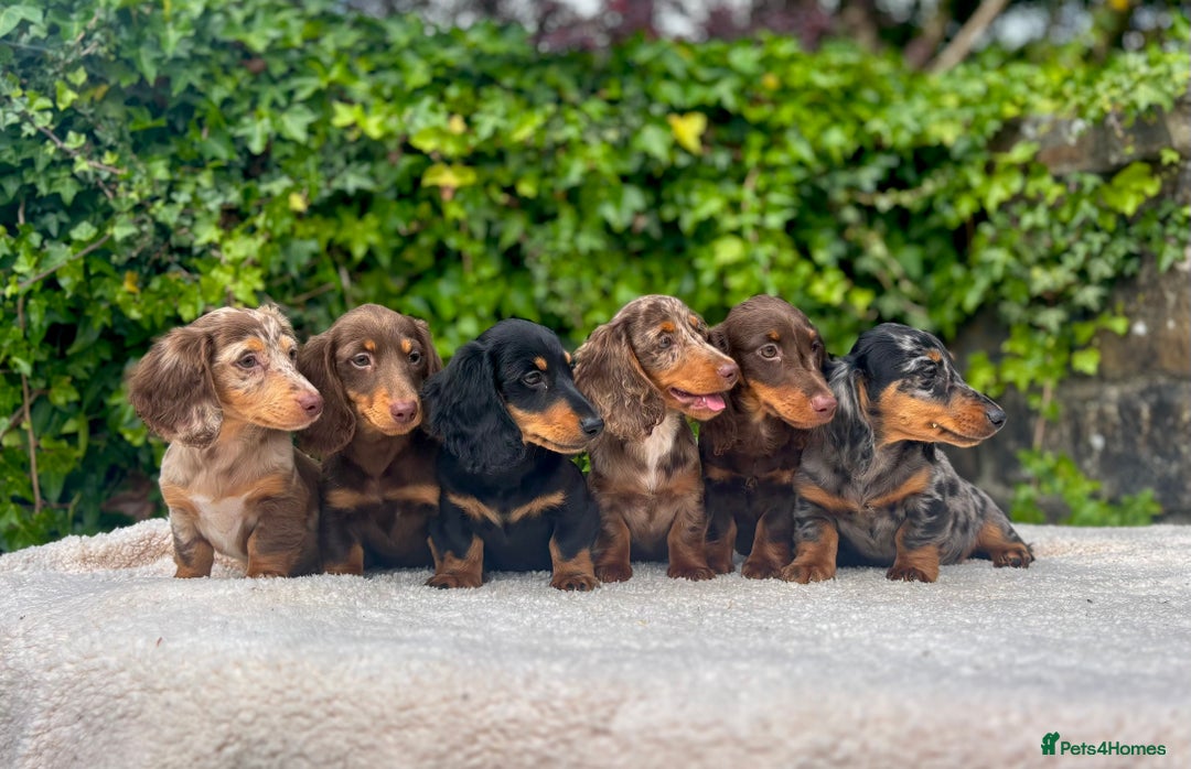 Miniature Dachshund dogs for sale: Long Haired Miniature Dachshunds - READY NOW!! - Image 2