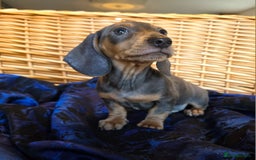 Miniature Dachshund dogs for sale: STUNNING KC pups. READY NOW. REDUCED  - Image 14