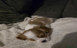 Cavalier King Charles Spaniel dogs for sale: READY NOW Cavalier king charles pups - Image 3
