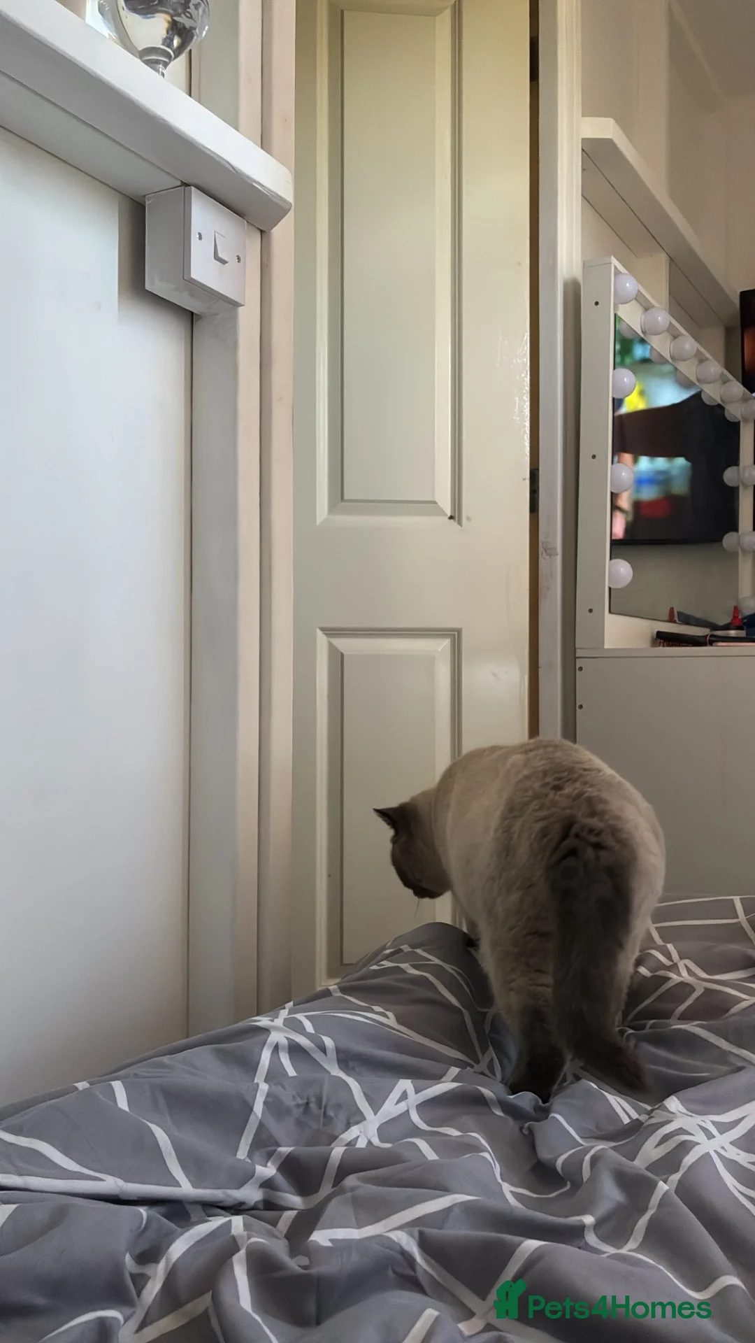 British Shorthair cats for sale: 2 year old female british short hair  - Advert 5