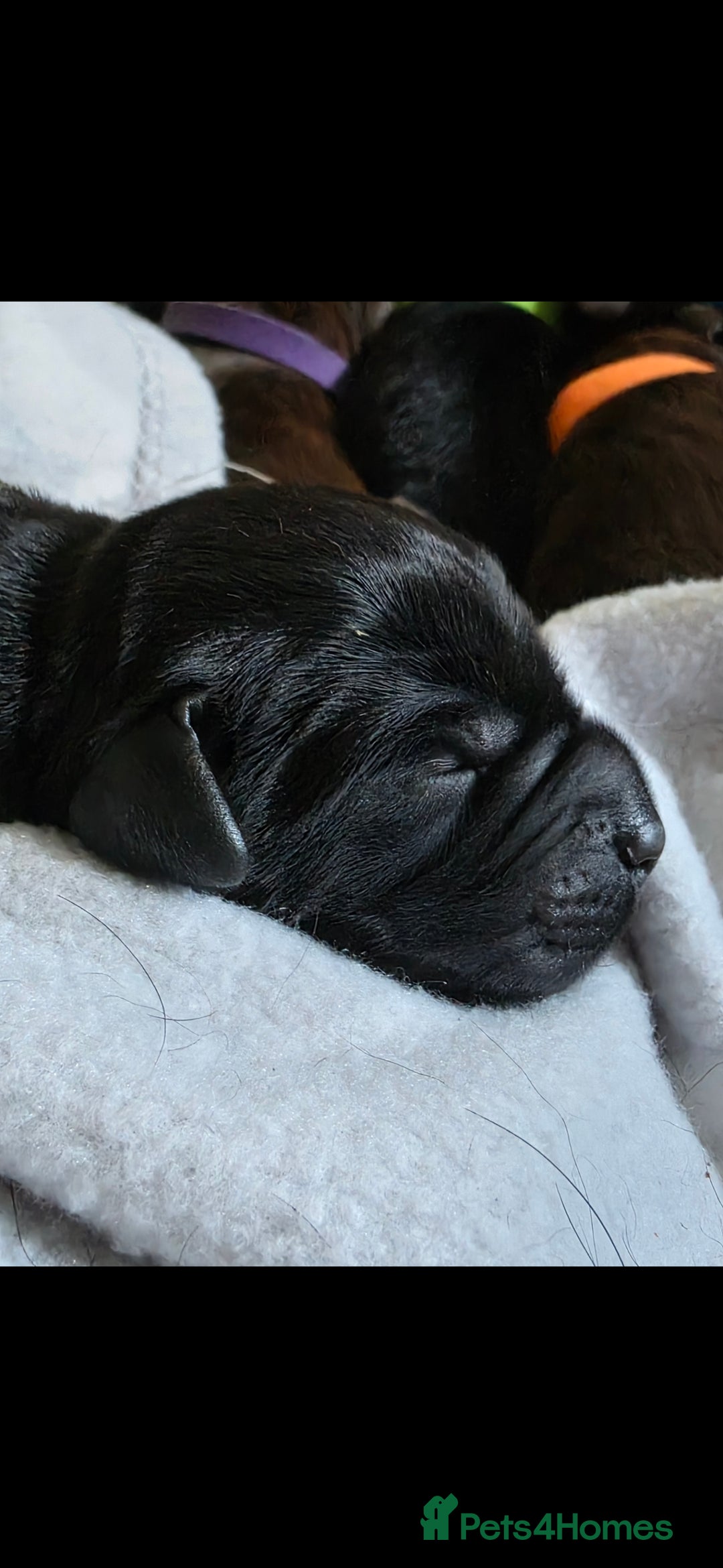 Labrador Retriever dogs for sale: 💫Stunning chocolate and black labrador pups 💫 - Image 12