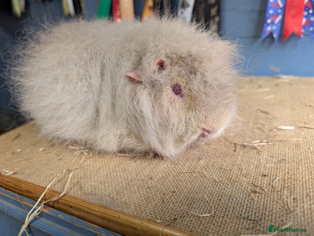Guinea Pig rodents - Advert 3
