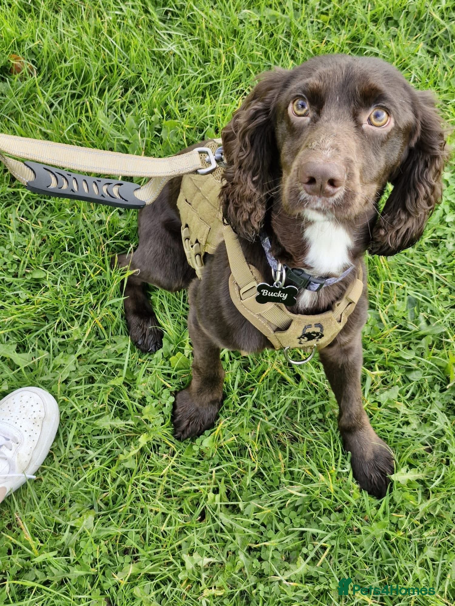 Cocker Spaniel dogs Male Cocker spaniel 18 month old - Advert 1