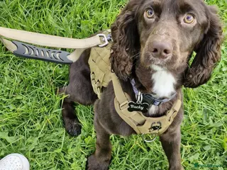 Cocker Spaniel dogs Male Cocker spaniel 18 month old - Advert 1