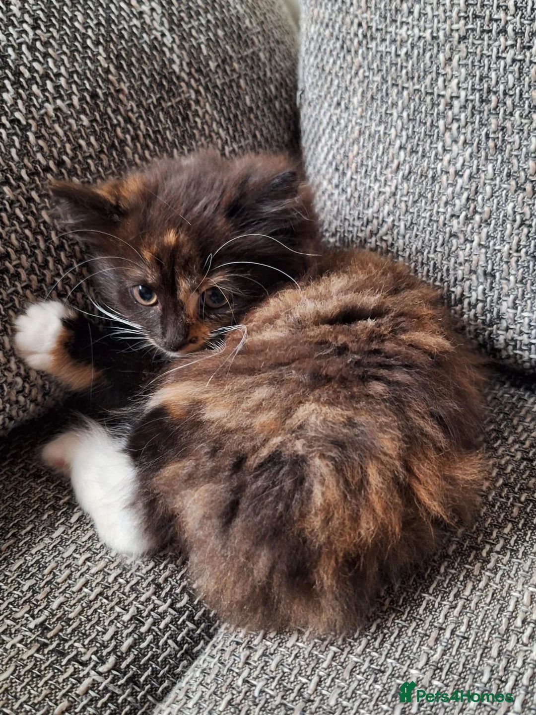 Mixed Breed cats for sale: Beautiful kittens 😻 ready for a new home  - Advert 12