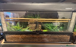 Gecko reptiles for sale: Mourning Geckos and set up - Image 2