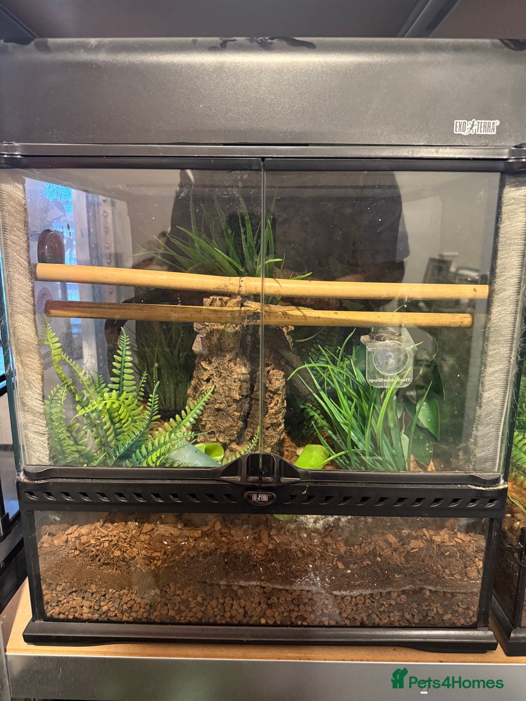 Gecko reptiles for sale: Mourning Geckos and set up - Image 2