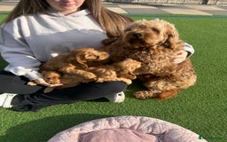 Cockapoo dogs for sale: Cockapoo puppies  - Image 5