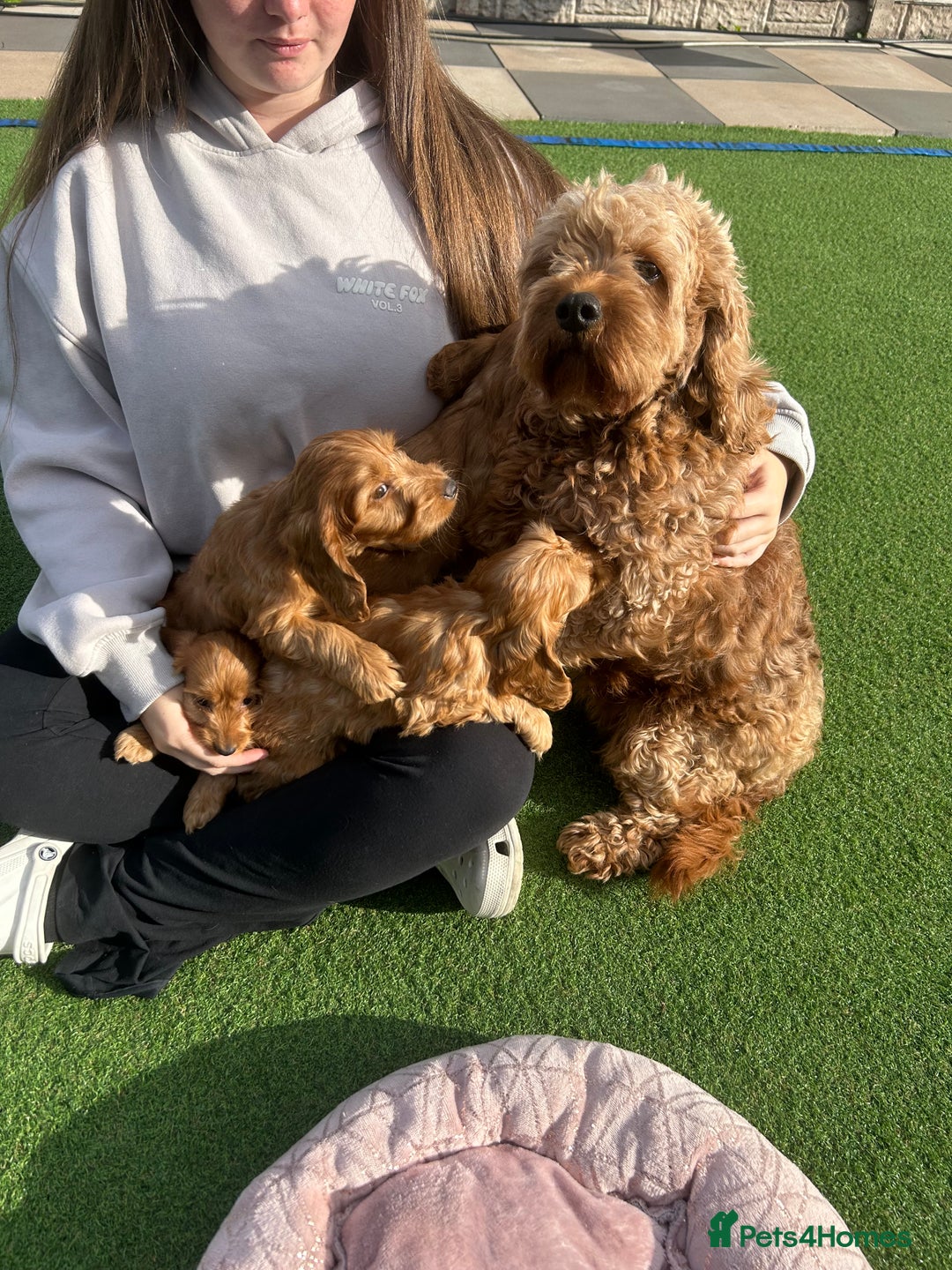 Cockapoo dogs for sale: Cockapoo puppies  - Image 5