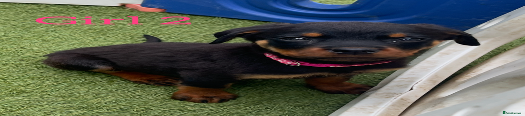 Rottweiler Puppy 6