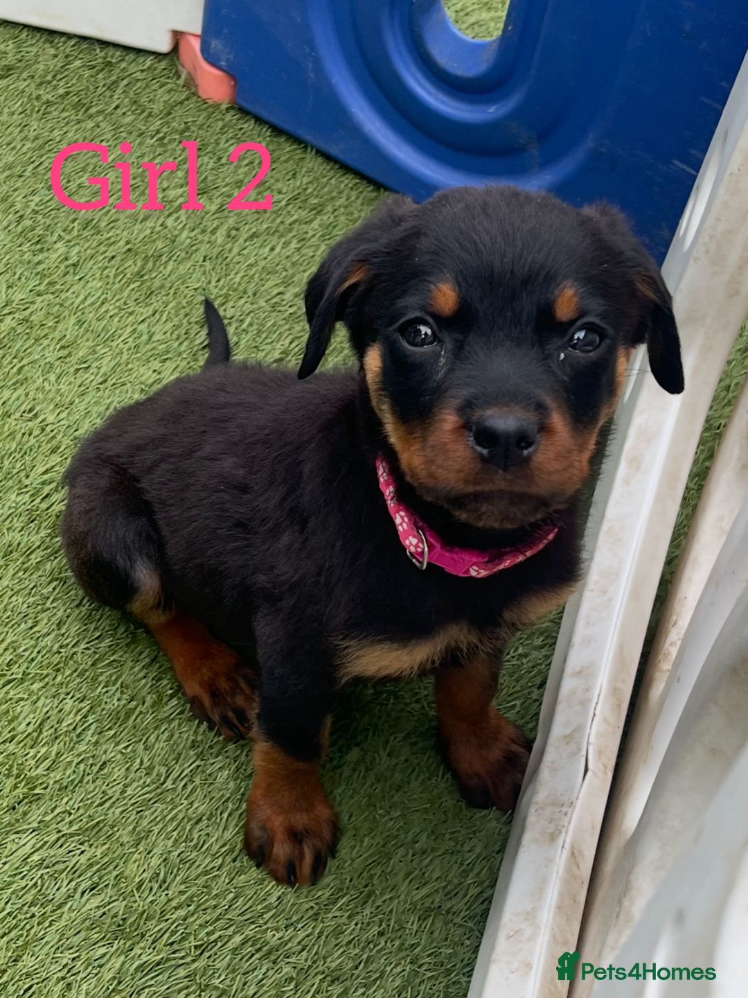 Rottweiler dogs for sale: 6 beautiful Rottweiler puppies for sale  - Image 4