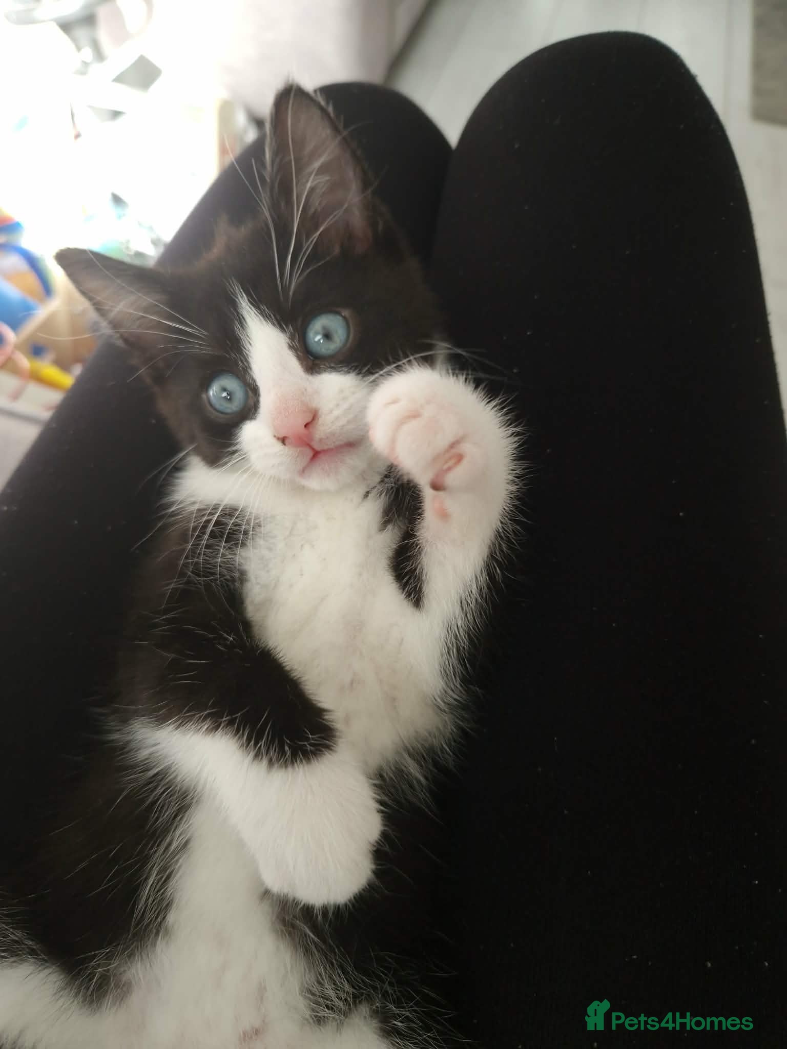 Domestic Shorthair cats Kitten  - Advert 7