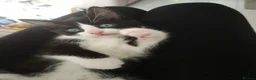 Domestic Shorthair cats for sale: Kitten  in South Shields - Advert 1