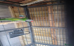 Parrots birds for sale: Moustache parrots  - Image 4