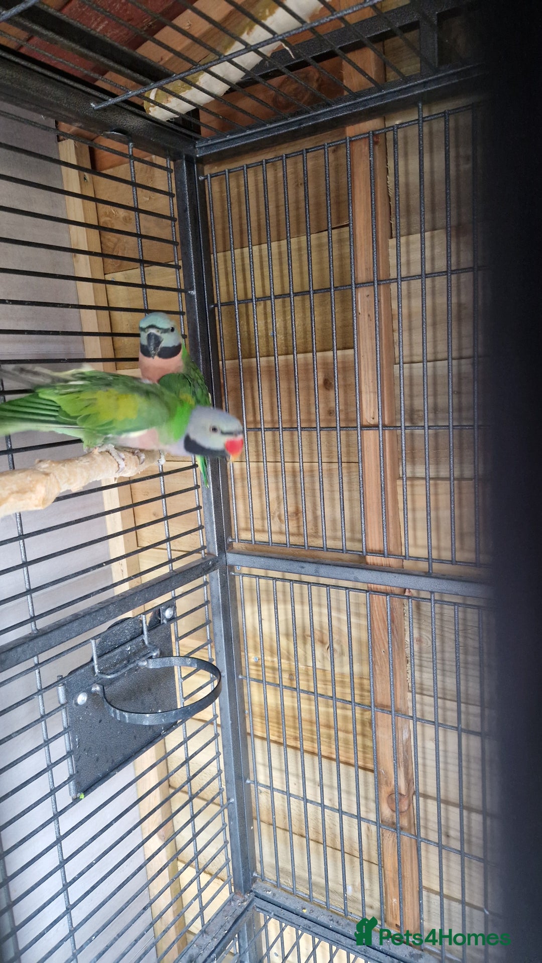 Parrots birds for sale: Moustache parrots  - Image 4