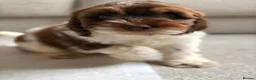 Cockapoo dogs for sale: Female 10 Week old cockapoo - Advert 3