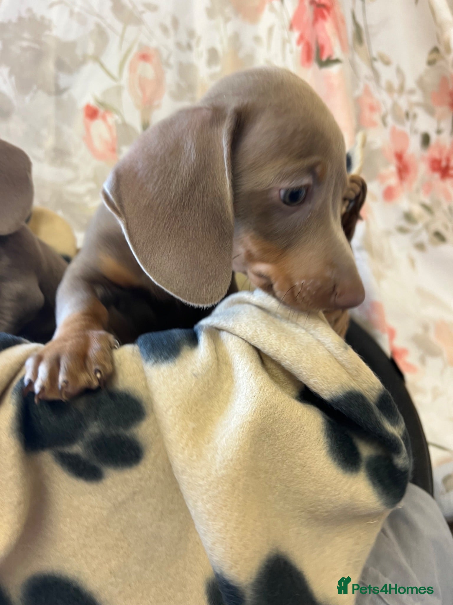 Dachshund dogs LILAC AND TAN DACHSHUND PUPPIES  - Advert 1