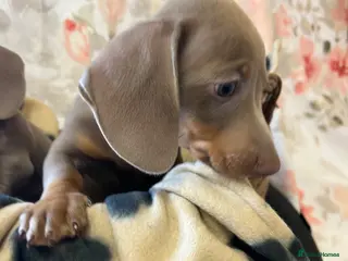 Dachshund dogs LILAC AND TAN DACHSHUND PUPPIES - Advert 1