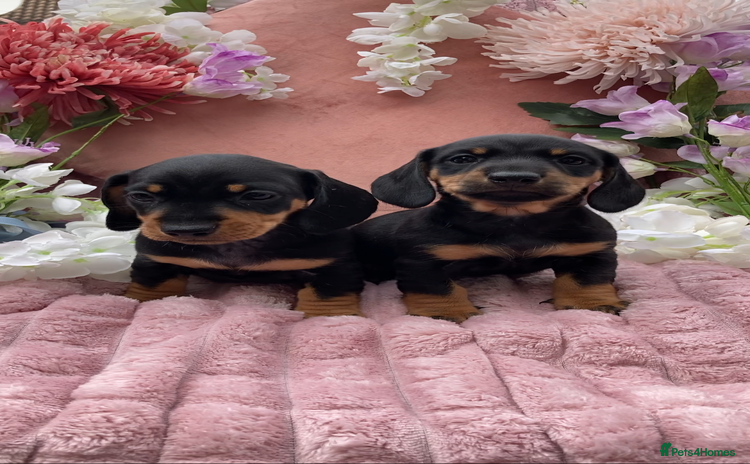 Miniature Dachshund dogs - Advert 3