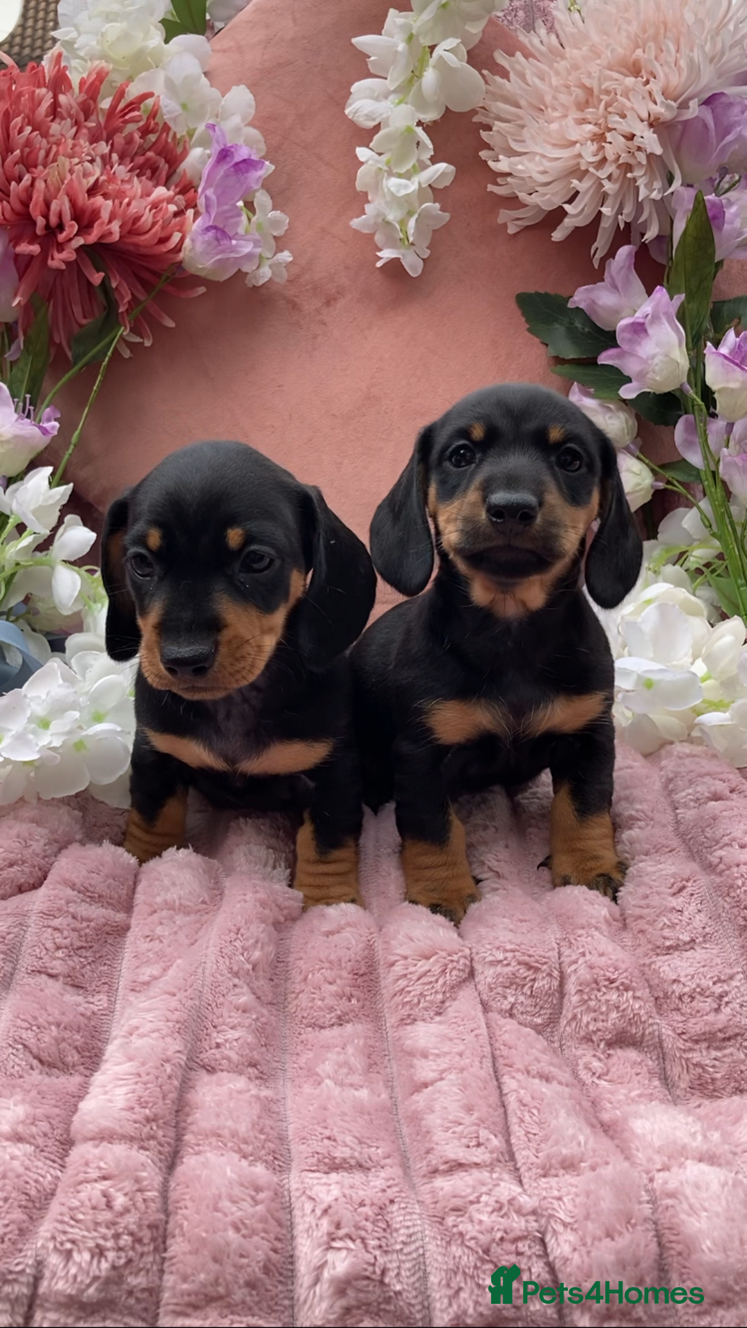 Miniature Dachshund dogs for sale: Puppy's all carrying pink - Image 1