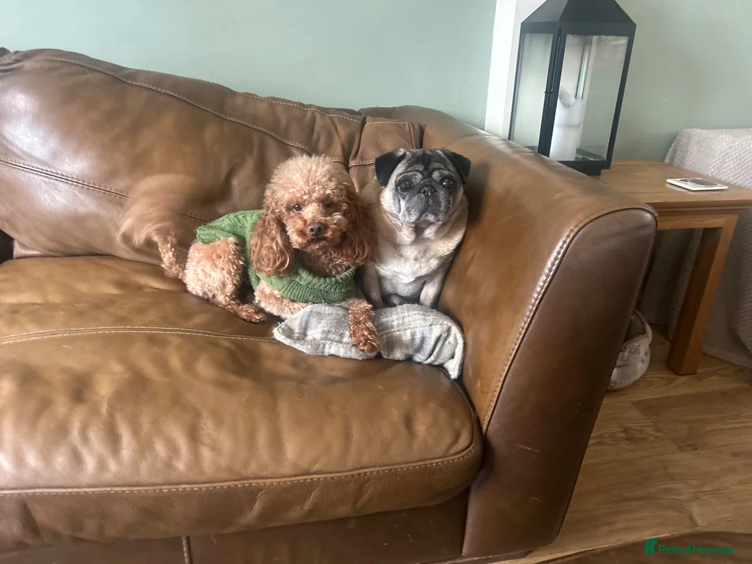 Toy Poodle dogs for stud: Kc health tested red toy poodle  - Advert 1