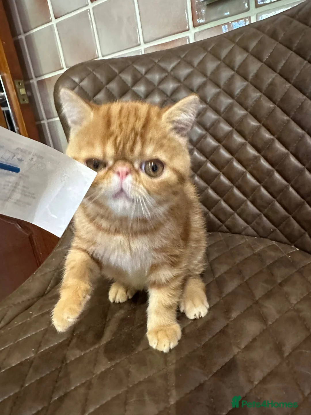 Exotic cats for sale: Hello I’m Humffrey I’m an exotic shorthair  - Advert 2