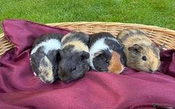 Guinea Pig rodents for sale: Adorable Litter Baby Guinea Pigs - boys / Girls  - Image 2