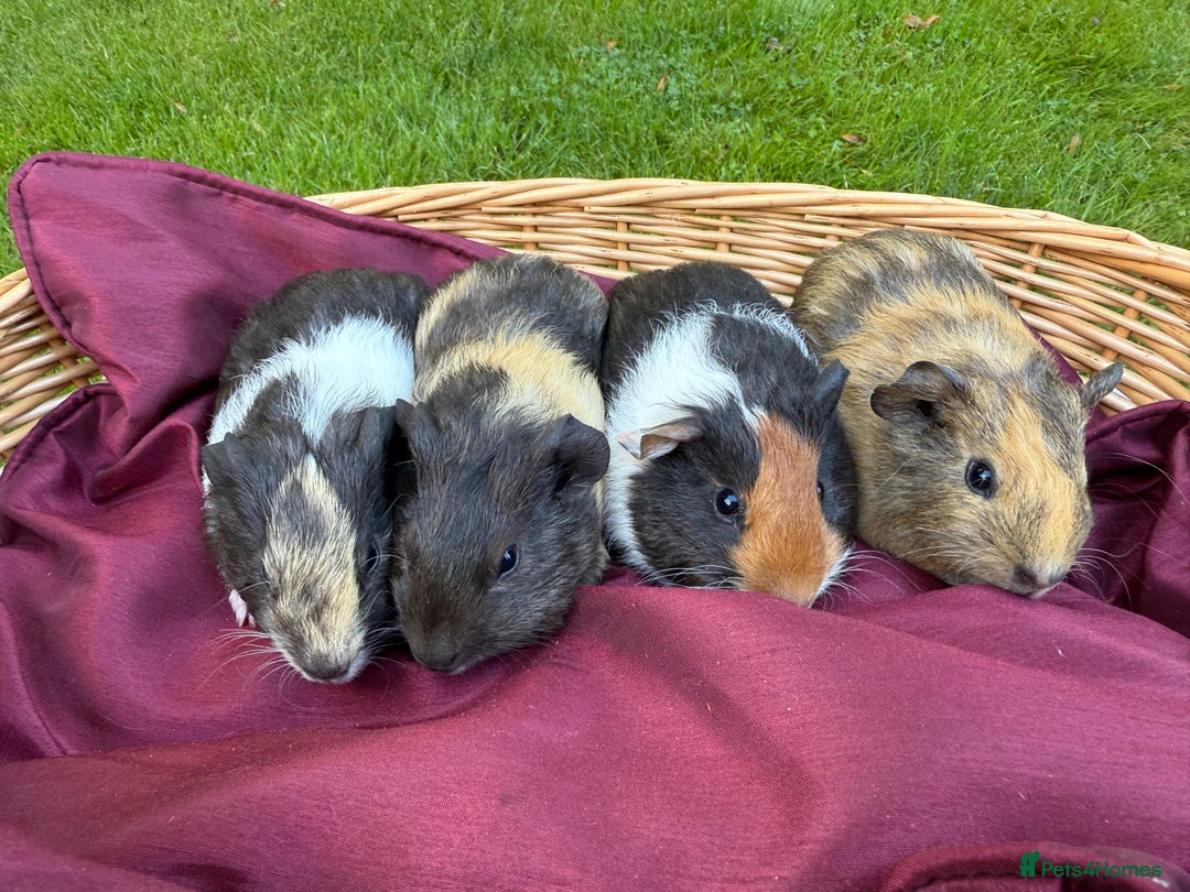 Guinea Pig rodents for sale: Adorable Litter Baby Guinea Pigs - boys / Girls  - Image 2